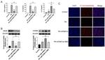 iNOS Antibody in Western Blot (WB)