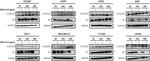 CCDC25 Antibody in Western Blot (WB)