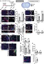 NeuN Antibody in Immunohistochemistry (Frozen) (IHC (F))