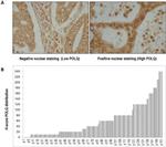 POLQ Antibody in Immunohistochemistry (Paraffin) (IHC (P))