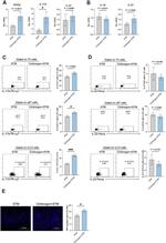IL-17A Antibody in Flow Cytometry (Flow)