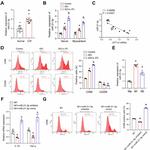 MRC1 Antibody in Flow Cytometry (Flow)