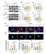 TFEB Antibody in Western Blot (WB)