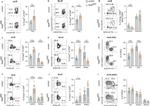 Gata-3 Antibody in Flow Cytometry (Flow)