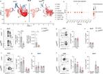 FOXP3 Antibody in Flow Cytometry (Flow)