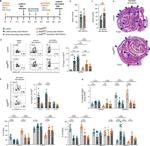 FOXP3 Antibody in Flow Cytometry (Flow)