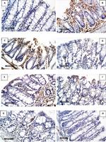 iNOS Antibody in Immunohistochemistry (Paraffin) (IHC (P))