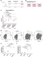 Arginase 1 Antibody in Flow Cytometry (Flow)