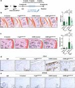 Aggrecan Neo Antibody in Immunohistochemistry (Paraffin) (IHC (P))