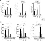 ICAM-1 Antibody in Western Blot (WB)