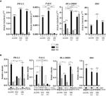IDO Antibody in Western Blot (WB)