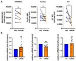 FceR1 alpha Antibody in Flow Cytometry (Flow)