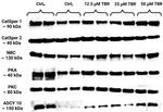 CATSPER2 Antibody in Western Blot (WB)