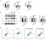 Bcl-2 Antibody in Western Blot (WB)