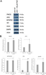 ATIC Antibody in Western Blot (WB)