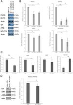 ATIC Antibody in Western Blot (WB)
