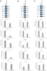 PAICS Antibody in Western Blot (WB)