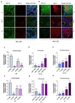 NUCB2 Antibody in Immunohistochemistry (IHC)