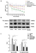 VE-cadherin Antibody in Western Blot (WB)