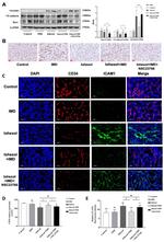 VE-cadherin Antibody in Western Blot (WB)