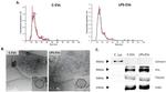 CD81 Antibody in Western Blot (WB)