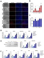 Adiponectin Antibody in Western Blot (WB)