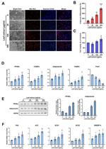 Adiponectin Antibody in Western Blot (WB)