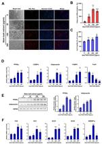 Adiponectin Antibody in Western Blot (WB)