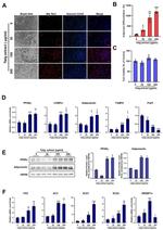 Adiponectin Antibody in Western Blot (WB)