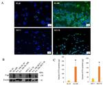 P-Glycoprotein Antibody in Western Blot (WB)