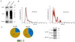 P-Glycoprotein Antibody in Western Blot (WB)