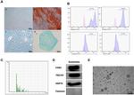CD45 Antibody in Flow Cytometry (Flow)