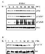 Phospho-FAK (Tyr397) Antibody in Western Blot (WB)