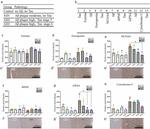 NCOA4 Antibody in Immunohistochemistry (Paraffin) (IHC (P))