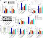 FDX1 Antibody in Western Blot (WB)
