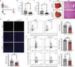 IL-2 Antibody in Flow Cytometry (Flow)
