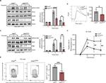 IL-2 Antibody in Flow Cytometry (Flow)