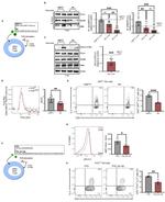 IFN gamma Monoclonal Antibody (XMG1.2), PE, eBioscience™