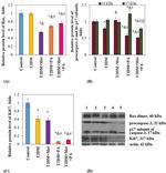 Bax Antibody in Western Blot (WB)