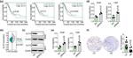SLIT3 Antibody in Western Blot (WB)