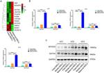 MYOCD Antibody in Western Blot (WB)