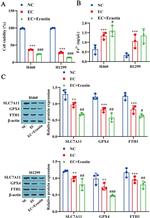 Ferritin Heavy Chain Antibody in Western Blot (WB)