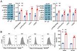 CHOP Antibody in Western Blot (WB)
