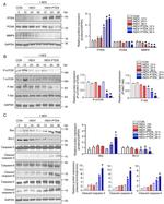 MMP9 Antibody in Western Blot (WB)
