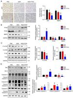 MMP9 Antibody in Western Blot, Immunohistochemistry (PFA fixed) (WB, IHC (PFA))