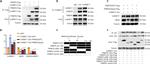 hnRNP F Antibody in Western Blot, Immunoprecipitation (WB, IP)