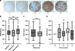 GCN2 Antibody in Immunohistochemistry (Paraffin) (IHC (P))