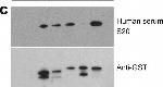 Human IgG Fc Cross-Adsorbed Secondary Antibody in Western Blot (WB)