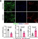 Rat IgG (H+L) Highly Cross-Adsorbed Secondary Antibody in Immunohistochemistry (Frozen) (IHC (F))