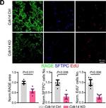Rat IgG (H+L) Highly Cross-Adsorbed Secondary Antibody in Immunohistochemistry (Frozen) (IHC (F))